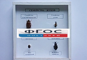 Коллекция "Семейство жуков" - fgospostavki.ru - Ростов-на-Дону