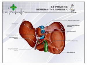 Стенд "Строение печени человека" - fgospostavki.ru - Ростов-на-Дону