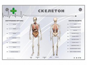 Электрифицированный стенд-тренажер "Скелетон" - fgospostavki.ru - Ростов-на-Дону