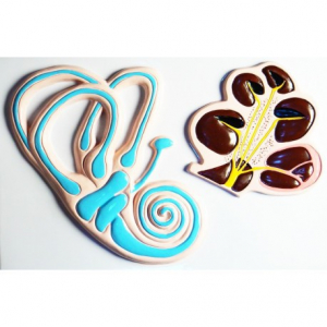 Модель барельефная "Ухо человека". Вариант 2 - fgospostavki.ru - Ростов-на-Дону