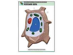 Рельефная таблица "Растительная клетка" (формат А1, матовое ламинирование) - fgospostavki.ru - Ростов-на-Дону