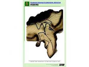 Рельефная таблица "Археоптерикс" (формат А1, матовое ламинирование) - fgospostavki.ru - Ростов-на-Дону