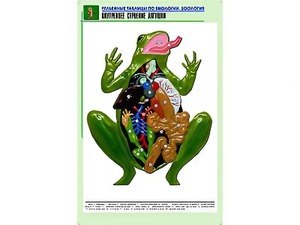 Рельефная таблица "Внутреннее строение лягушки" (формат А1, матовое ламинирование) - fgospostavki.ru - Ростов-на-Дону