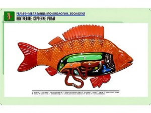 Рельефная таблица "Внутреннее строение рыбы" (формат А1, матовое ламинирование) - fgospostavki.ru - Ростов-на-Дону