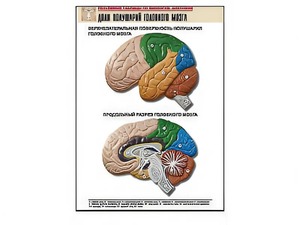 Рельефная таблица "Доли полушарий головного мозга" (формат А1, матовое ламинирование) - fgospostavki.ru - Ростов-на-Дону