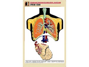 Рельефная таблица "Строение легких" (формат А1, матовое ламинирование) - fgospostavki.ru - Ростов-на-Дону