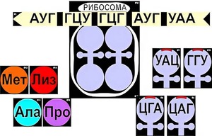 Модель-аппликация "Биосинтез белка" (ламинированная) - fgospostavki.ru - Ростов-на-Дону