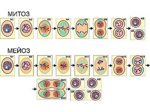 Модель-аппликация "Деление клетки. Митоз и мейоз" (ламинированная) - fgospostavki.ru - Ростов-на-Дону
