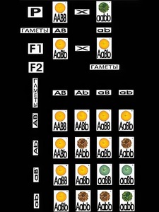 Модель-аппликация "Дигибридное скрещивание" (ламинированная) - fgospostavki.ru - Ростов-на-Дону