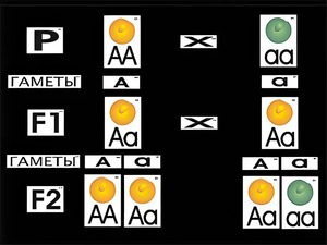Модель-аппликация "Моногибридное скрещивание" (ламинированная) - fgospostavki.ru - Ростов-на-Дону