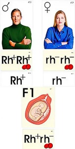 Модель-аппликация "Наследование резус-фактора" (ламинированная) - fgospostavki.ru - Ростов-на-Дону