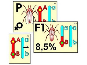Модель-аппликация "Перекрест хромосом" (ламинированная) - fgospostavki.ru - Ростов-на-Дону