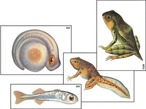 Модель-аппликация "Развитие костной рыбы и лягушки" (ламинированная) - fgospostavki.ru - Ростов-на-Дону