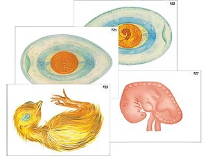 Модель-аппликация "Развитие птицы и млекопитающего (человека)" (ламинированная) - fgospostavki.ru - Ростов-на-Дону