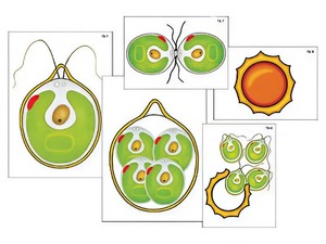 Модель-аппликация "Размножение одноклеточной водоросли" (ламинированная) - fgospostavki.ru - Ростов-на-Дону