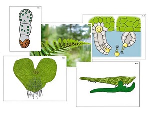 Модель-аппликация "Размножение папоротника" (ламинированная) - fgospostavki.ru - Ростов-на-Дону