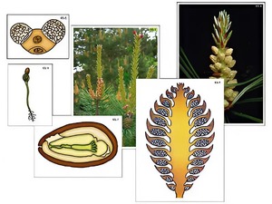Модель-аппликация "Размножение сосны" (ламинированная) - fgospostavki.ru - Ростов-на-Дону