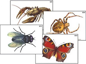 Модель-аппликация "Разнообразие беспозвоночных" (ламинированная) - fgospostavki.ru - Ростов-на-Дону