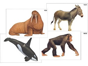Модель-аппликация "Разнообразие высших хордовых 2. Млекопитающие" (ламинированная) - fgospostavki.ru - Ростов-на-Дону