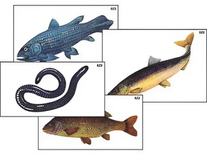 Модель-аппликация "Разнообразие низших и высших хордовых" (ламинированная) - fgospostavki.ru - Ростов-на-Дону