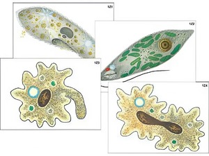 Модель-аппликация "Строение и разнообразие простейших" (ламинированная) - fgospostavki.ru - Ростов-на-Дону