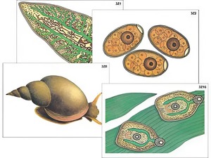 Модель-аппликация "Циклы развития печеночного сосальщика и бычьего цепня" (ламинированная) - fgospostavki.ru - Ростов-на-Дону