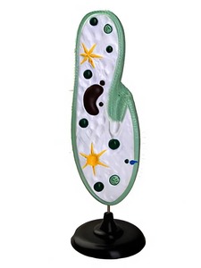 Модель инфузории-туфельки - fgospostavki.ru - Ростов-на-Дону