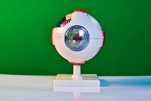 Модель глаза - fgospostavki.ru - Ростов-на-Дону