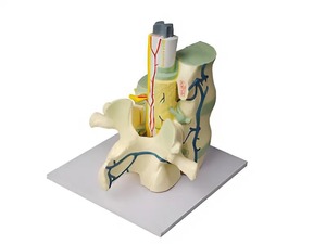 Модель части позвоночника человека - fgospostavki.ru - Ростов-на-Дону