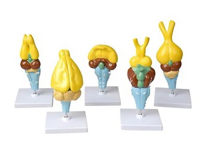 Комплект моделей строения мозга позвоночных - fgospostavki.ru - Ростов-на-Дону