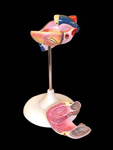 Модель сердца (лабораторная) - fgospostavki.ru - Ростов-на-Дону