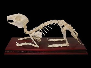 Скелет кролика - fgospostavki.ru - Ростов-на-Дону