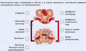 Интерактивные курсы. Биология 9 класс. Расширенный. - fgospostavki.ru - Ростов-на-Дону
