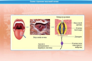 Интерактивные курсы. Биология 10 класс. Базовый. - fgospostavki.ru - Ростов-на-Дону