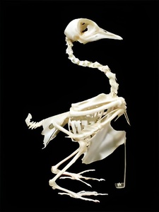 Скелет голубя - fgospostavki.ru - Ростов-на-Дону