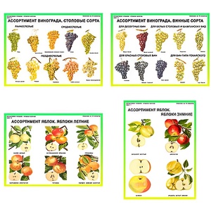 Плакаты ПРОФТЕХ "Ассортимент плодово-ягодных культур" (19 пл, винил, 70х100) - fgospostavki.ru - Ростов-на-Дону