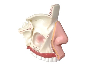 Модель носа в разрезе - fgospostavki.ru - Ростов-на-Дону