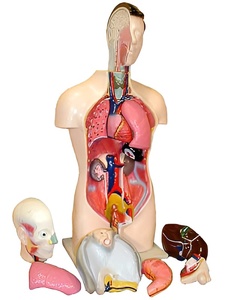 Торс человека разборный (42 см.) - fgospostavki.ru - Ростов-на-Дону