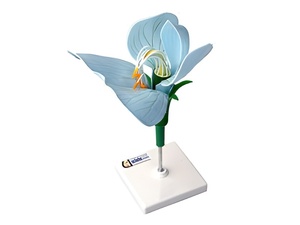 Модель цветка гороха - fgospostavki.ru - Ростов-на-Дону