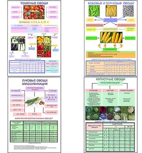 Плакаты ПРОФТЕХ "Классификация овощей" (11 пл, винил, 70х100) - fgospostavki.ru - Ростов-на-Дону
