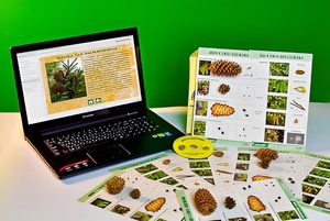 Коллекция натурально-интерактивная "Шишки, плоды, семена деревьев и кустарников" - fgospostavki.ru - Ростов-на-Дону