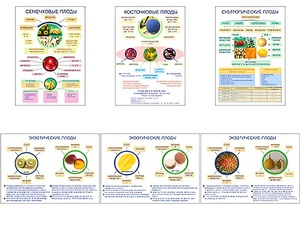 Плакаты ПРОФТЕХ "Плоды" (6 пл, винил, 70х100) - fgospostavki.ru - Ростов-на-Дону