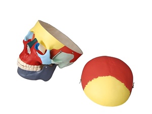 Модель "Череп человека с раскрашенными костями" - fgospostavki.ru - Ростов-на-Дону