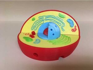 Модель растительной клетки - fgospostavki.ru - Ростов-на-Дону