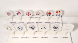 Модель "Митоз и мейоз клетки" - fgospostavki.ru - Ростов-на-Дону