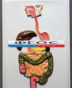 Модель барельефная "Пищеварительный тракт" - fgospostavki.ru - Ростов-на-Дону