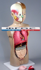 Модель Торс человека 65 сантиметров - fgospostavki.ru - Ростов-на-Дону