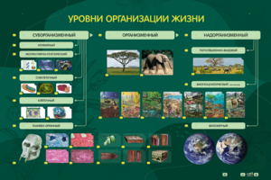 Электрифицированный стенд "Уровни организации жизни" - fgospostavki.ru - Ростов-на-Дону