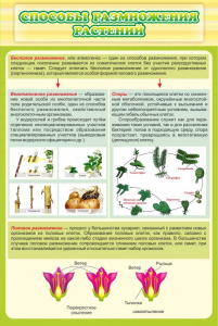 Стенд "Способы размножения растений" - fgospostavki.ru - Ростов-на-Дону