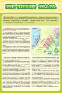 Стенд "Биосинтез белка" - fgospostavki.ru - Ростов-на-Дону